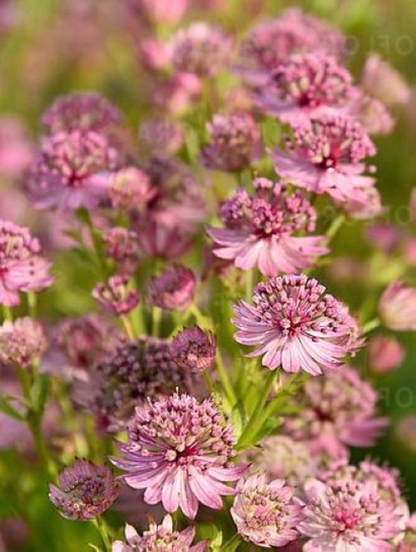 Astrantia major ‘Pink Button’