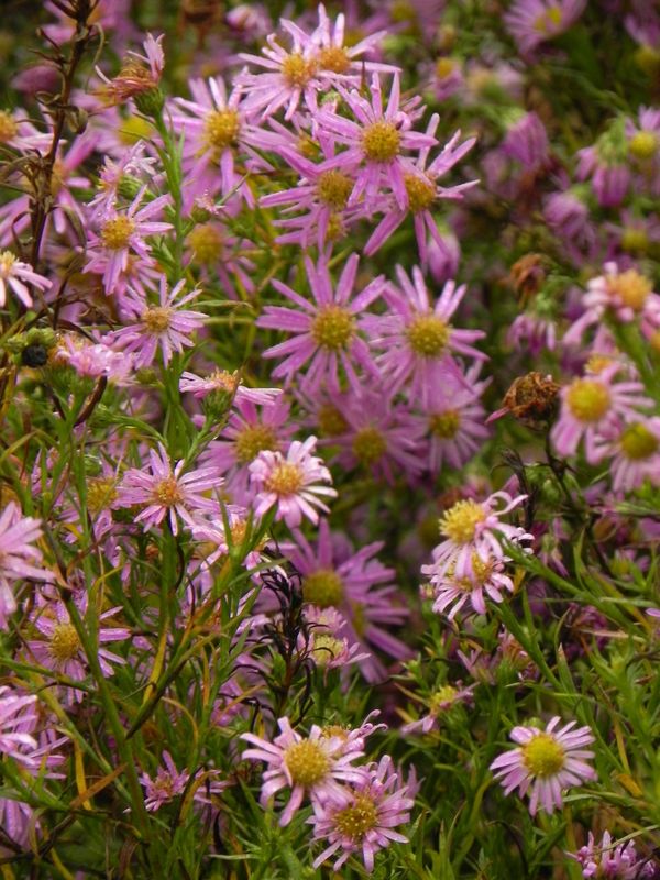 Aster pringlei ‘Pink Star’