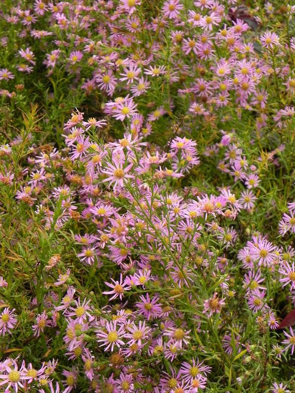 Aster pringlei ‘Pink Star’