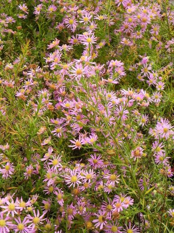 Aster pringlei ‘Pink Star’