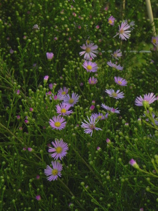 Aster pringlei ‘Pink Star’