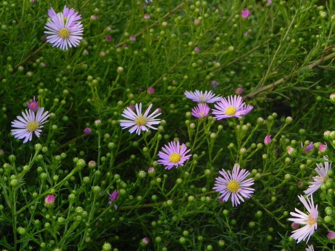 Aster pringlei ‘Pink Star’