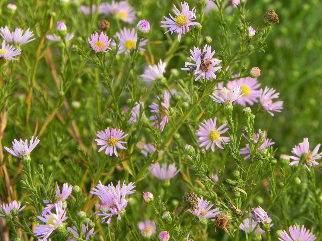 Aster pringlei ‘Pink Star’
