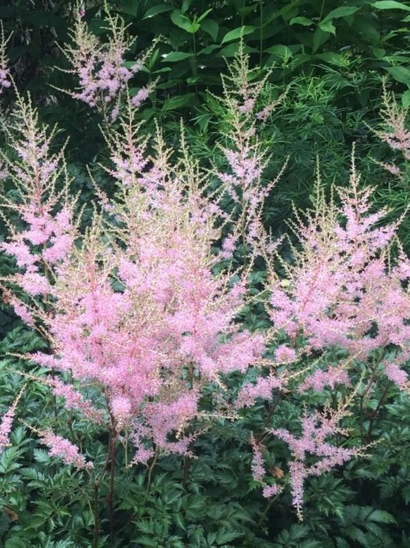 Astilbe simplicifolia ‘Hennie Graafland’