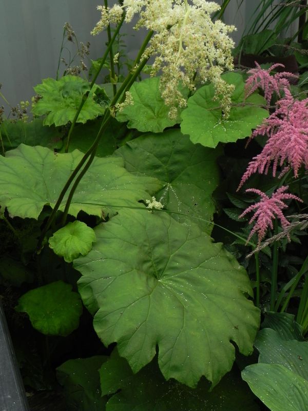 Astilboides tabularis