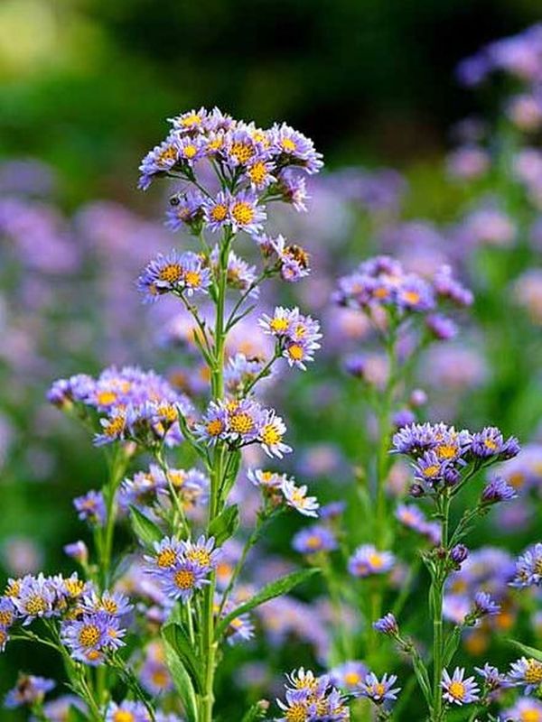 Aster tataricus