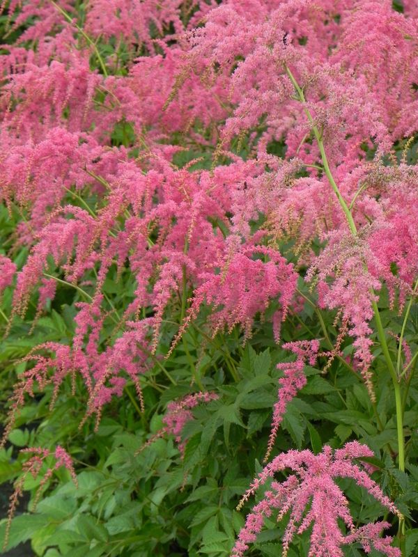 Astilbe x thunbergii ‘Straussenfeder’