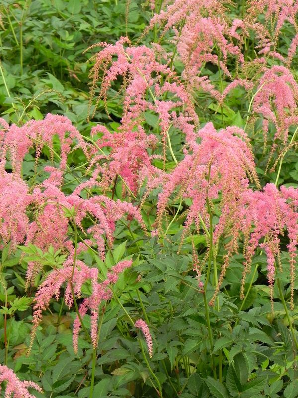 Astilbe x thunbergii ‘Straussenfeder’