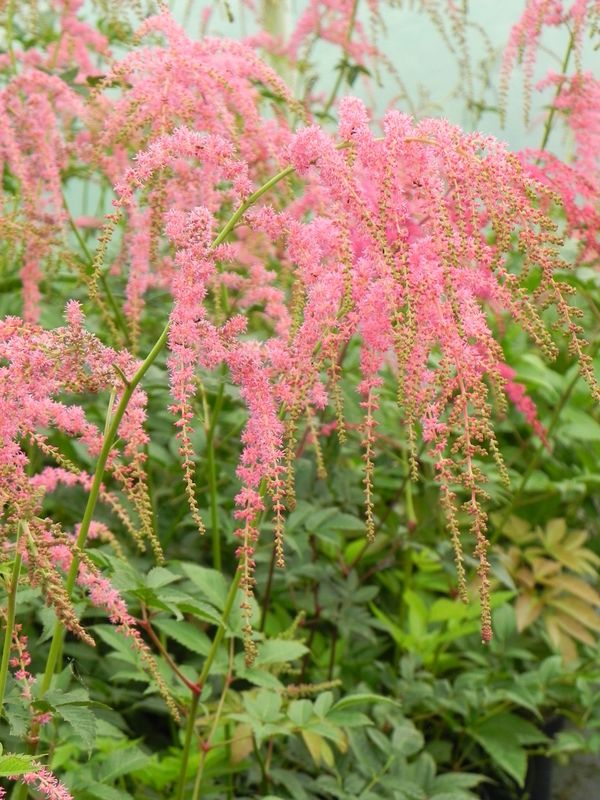 Astilbe x thunbergii ‘Straussenfeder’