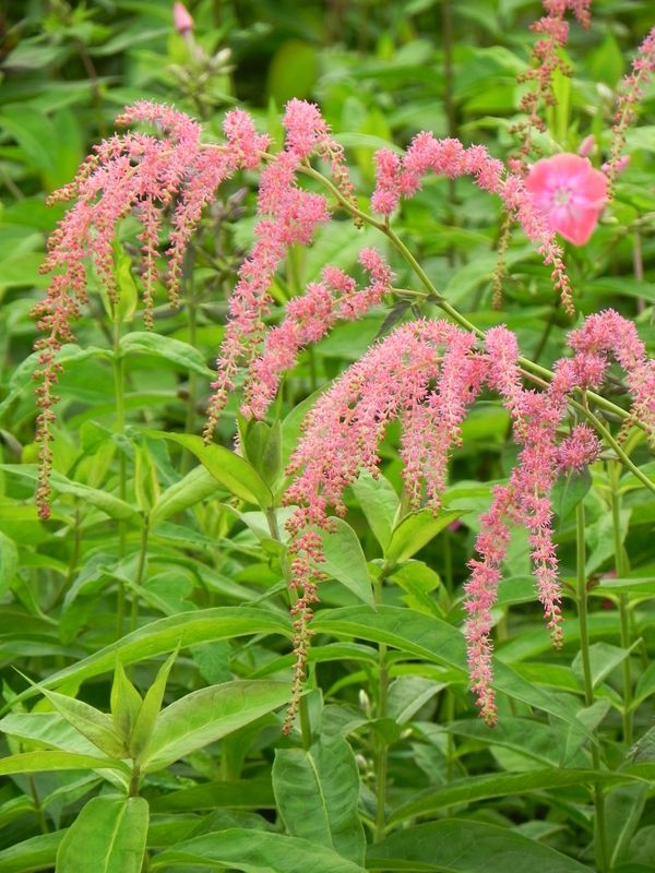 Astilbe x thunbergii ‘Straussenfeder’