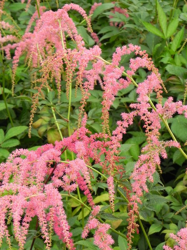 Astilbe x thunbergii ‘Straussenfeder’