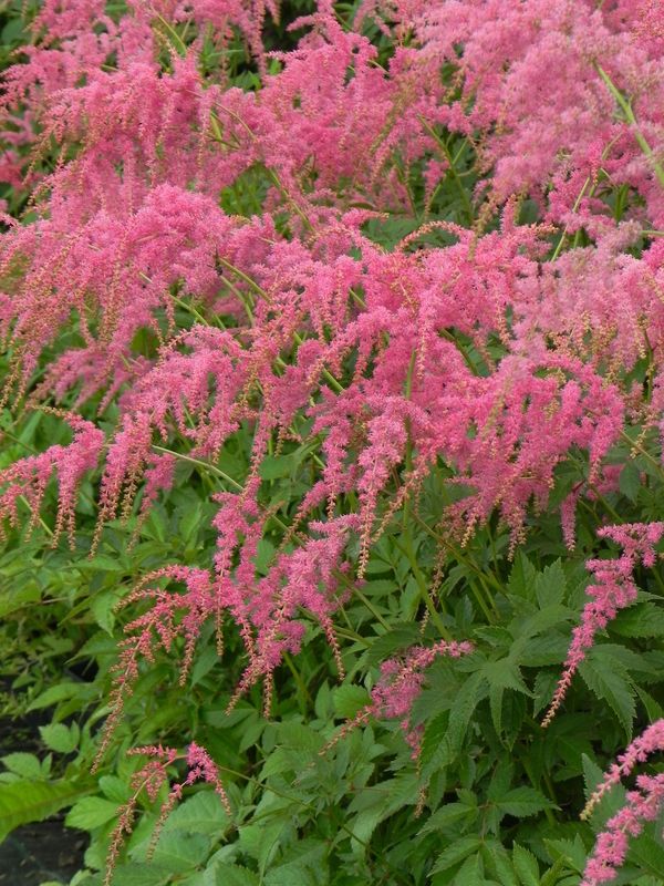Astilbe x thunbergii ‘Straussenfeder’