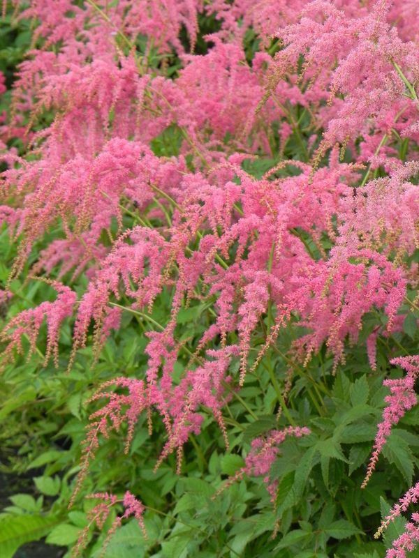 Astilbe x thunbergii ‘Straussenfeder’