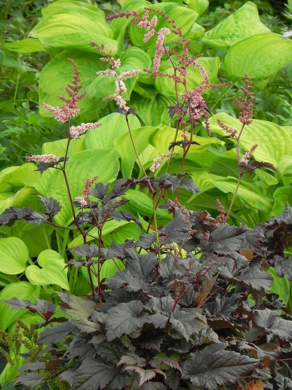 Astilbe x thunbergii ‘Chocolate Shogun®’