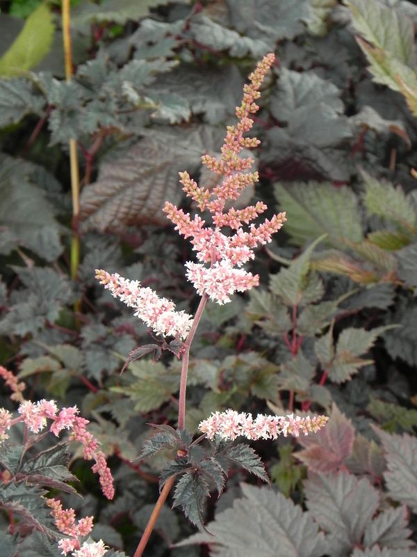 Astilbe x thunbergii ‘Chocolate Shogun®’