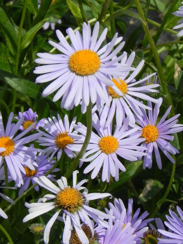 Aster tongolensis