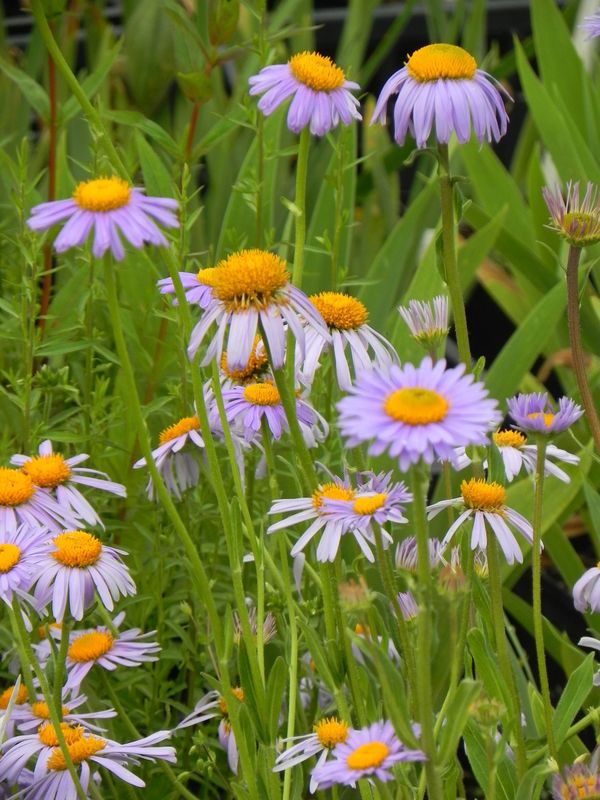 Aster tongolensis ‘Wartburg Star’