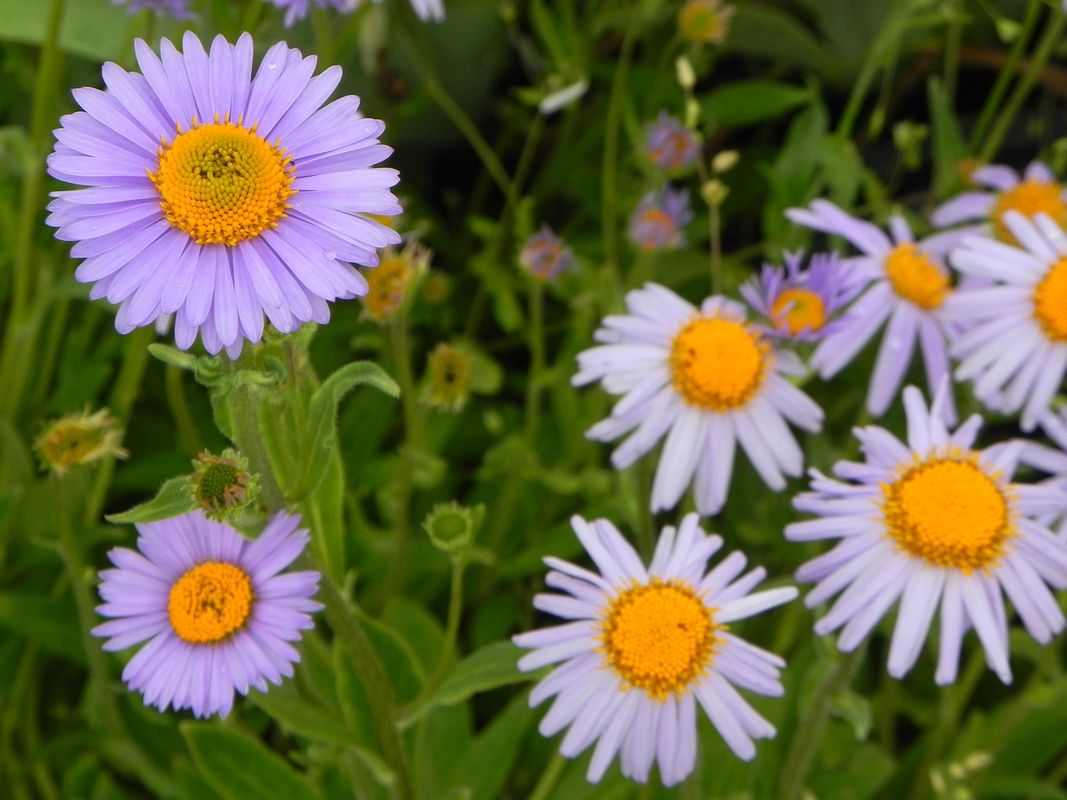 Aster tongolensis ‘Wartburg Star’