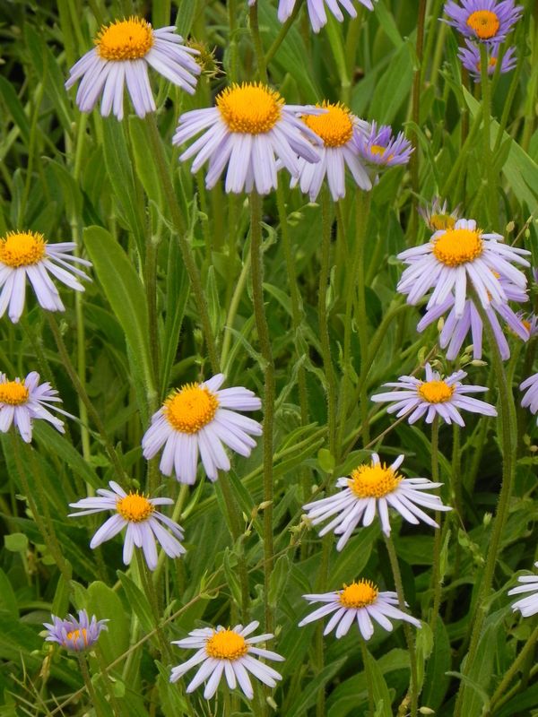Aster tongolensis ‘Wartburg Star’