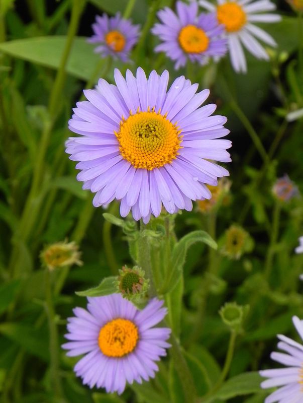 Aster tongolensis ‘Wartburg Star’