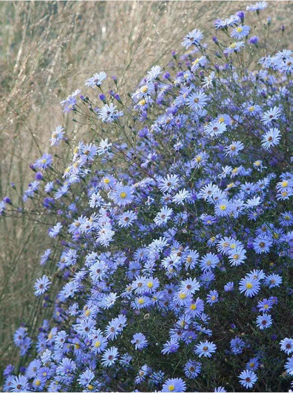 Aster turbinellus
