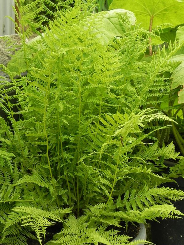 Athyrium filix-femina