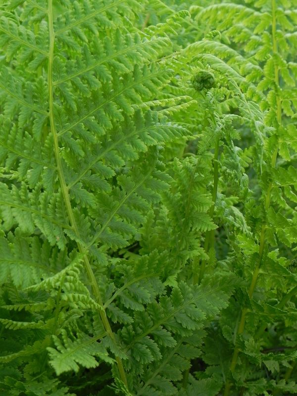 Athyrium filix-femina