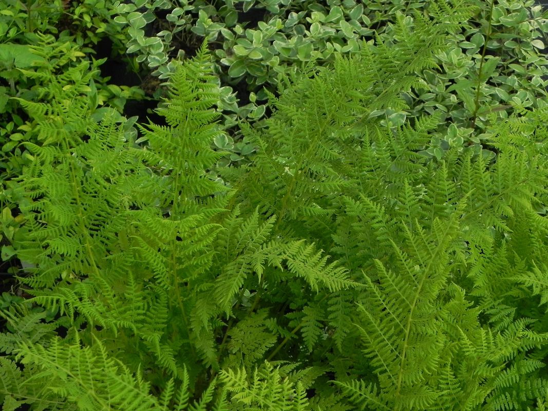 Athyrium filix-femina