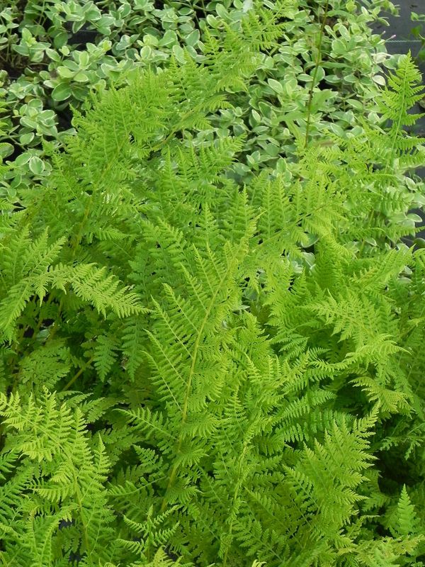 Athyrium filix-femina
