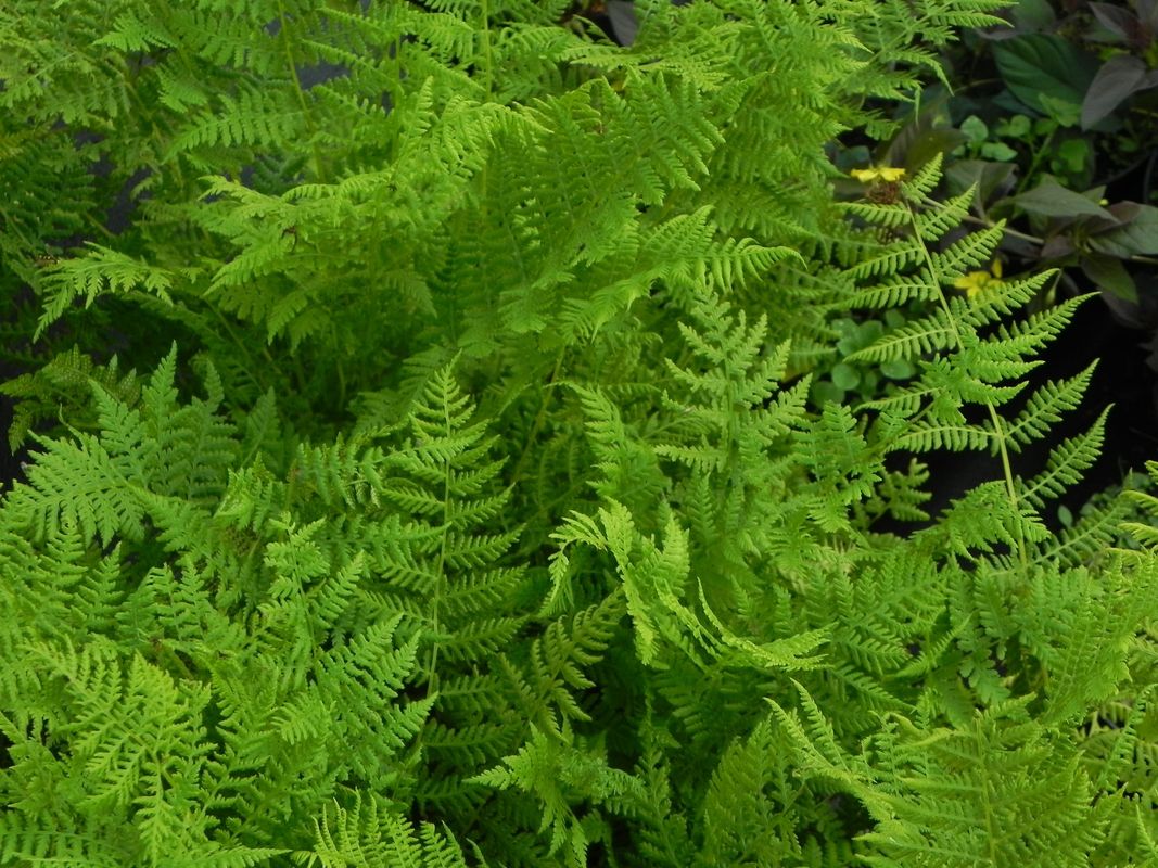 Athyrium filix-femina