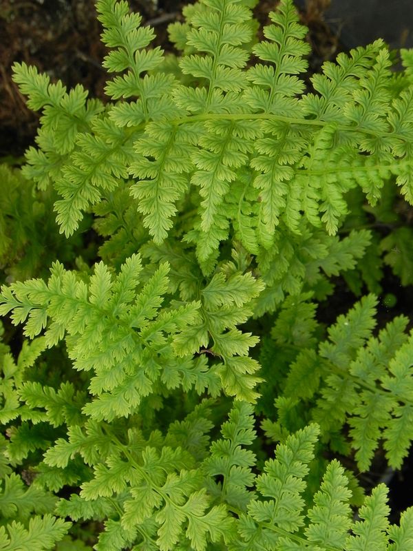 Athyrium filix-femina