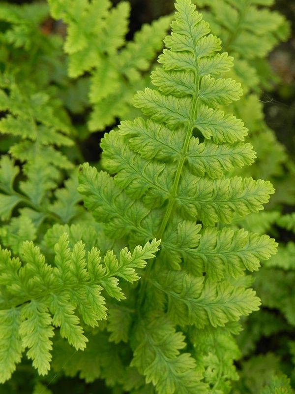 Athyrium filix-femina
