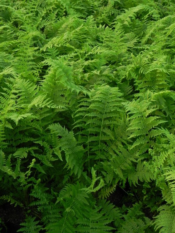 Athyrium filix-femina