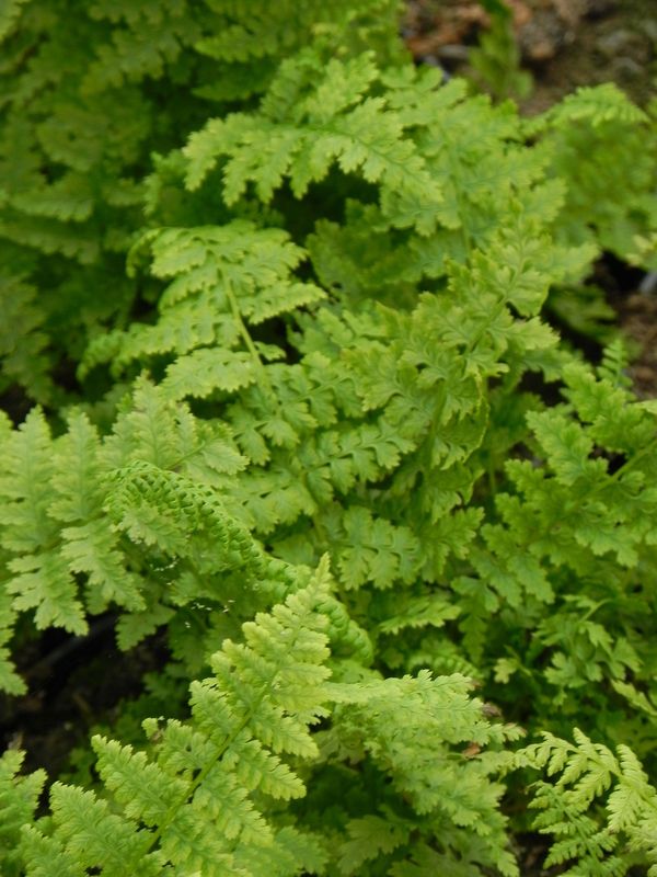 Athyrium filix-femina