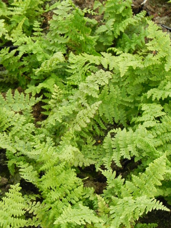 Athyrium filix-femina