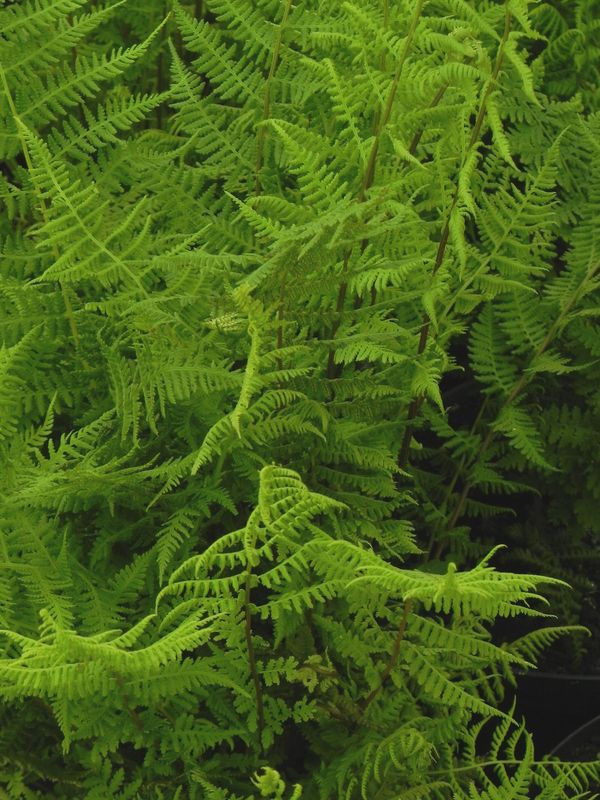 Athyrium filix-femina ‘Lady in Red’
