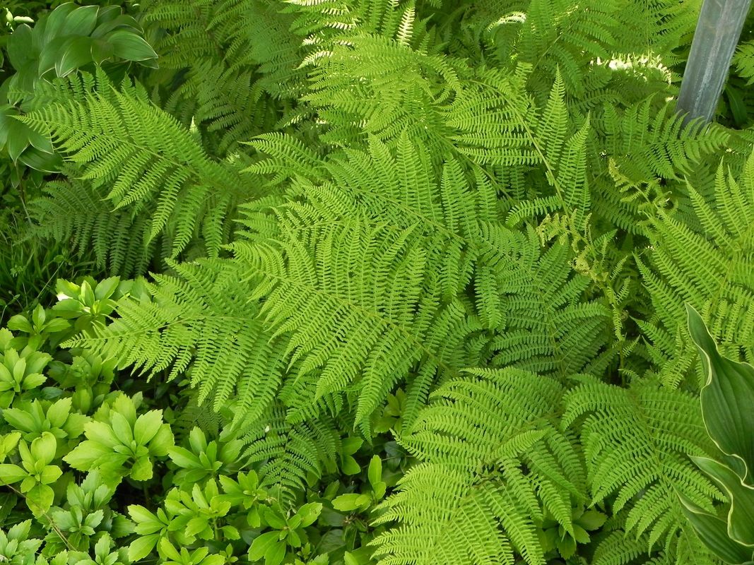 Athyrium filix-femina ‘Lady in Red’
