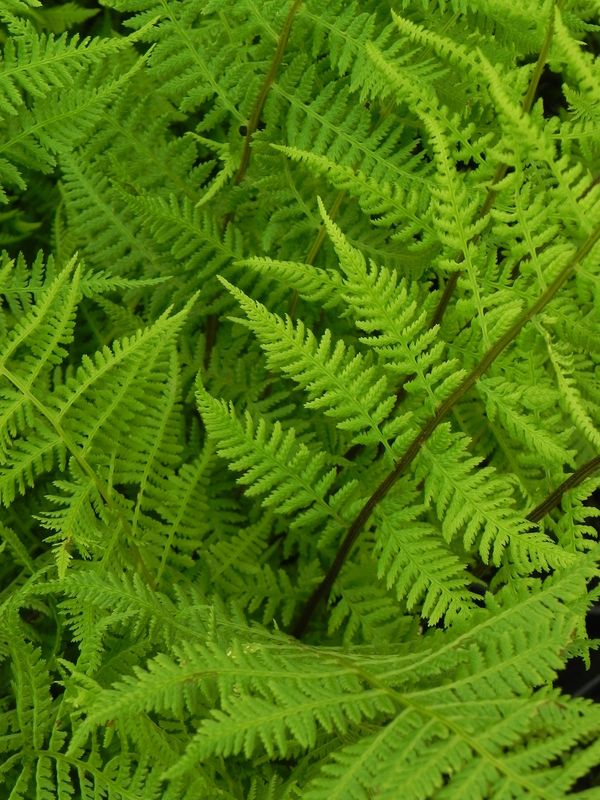 Athyrium filix-femina ‘Lady in Red’
