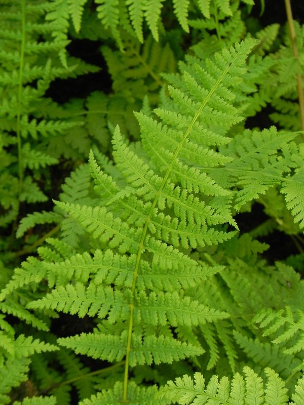 Athyrium filix-femina ‘Lady in Red’