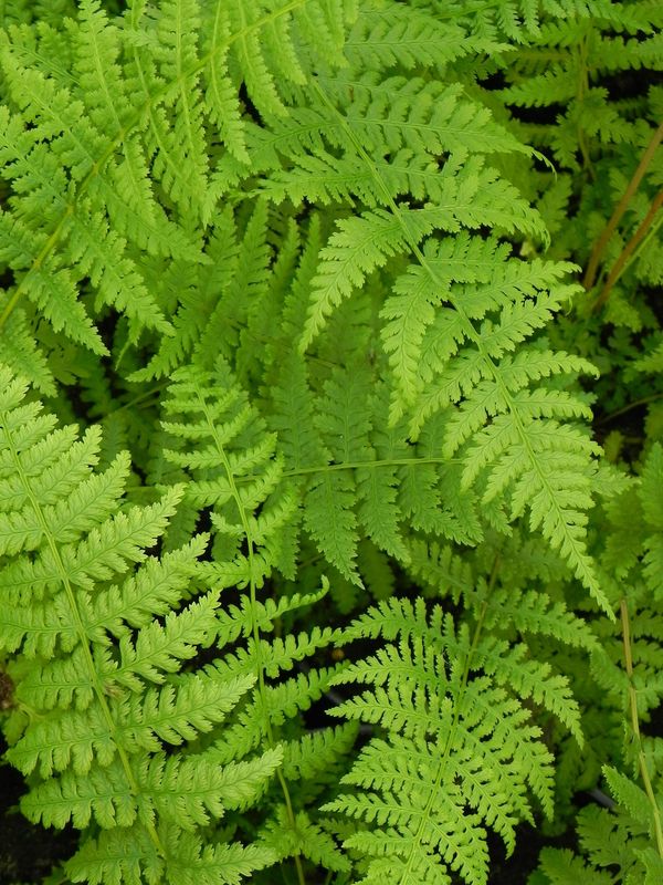 Athyrium filix-femina ‘Lady in Red’