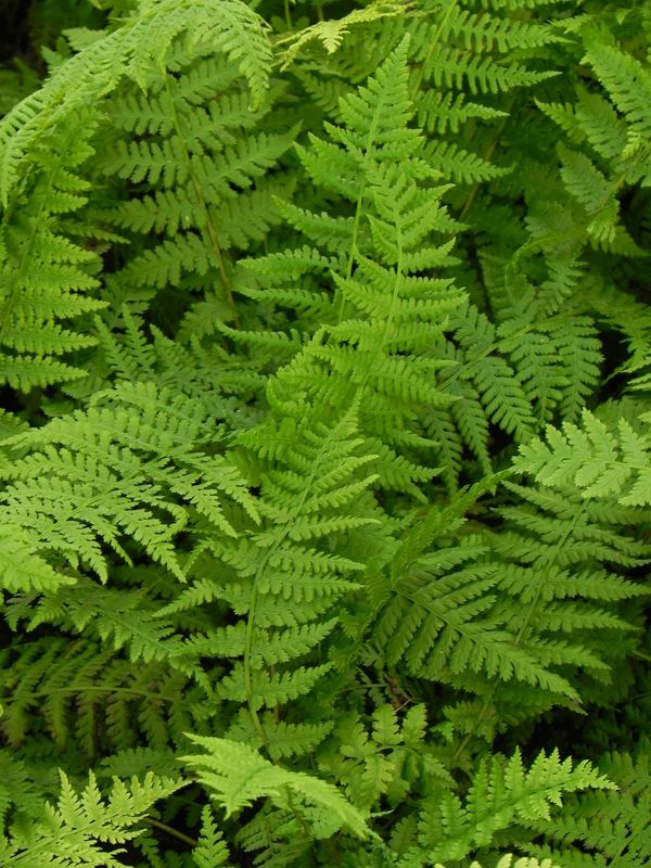 Athyrium filix-femina ‘Lady in Red’