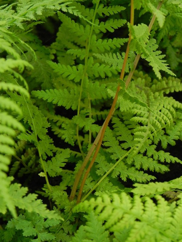 Athyrium filix-femina ‘Lady in Red’