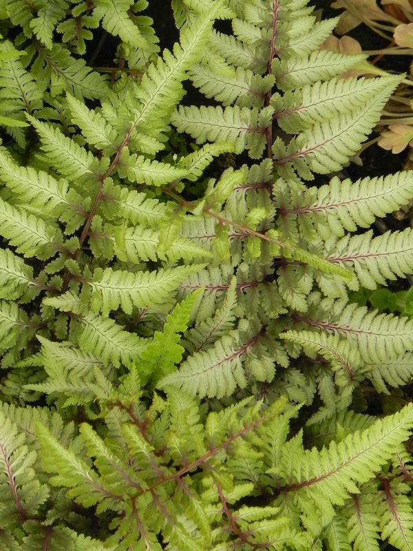 Athyrium niponicum ‘Metallicum’