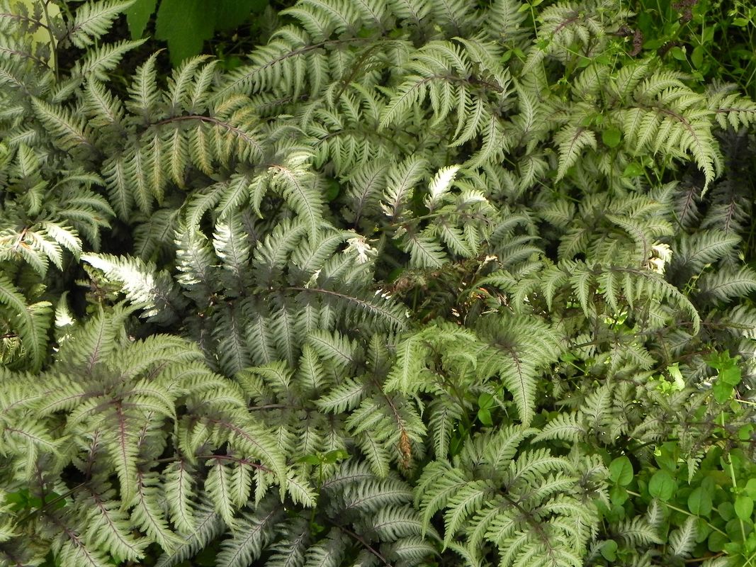 Athyrium niponicum ‘Metallicum’