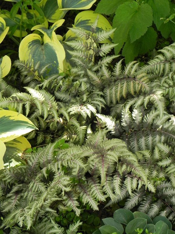 Athyrium niponicum ‘Metallicum’