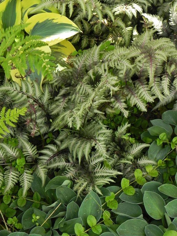 Athyrium niponicum ‘Metallicum’