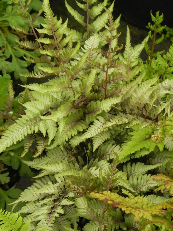 Athyrium niponicum ‘Metallicum’