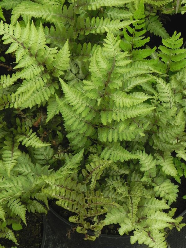 Athyrium niponicum ‘Metallicum’