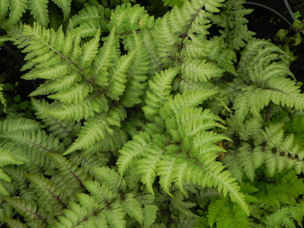 Athyrium niponicum ‘Metallicum’