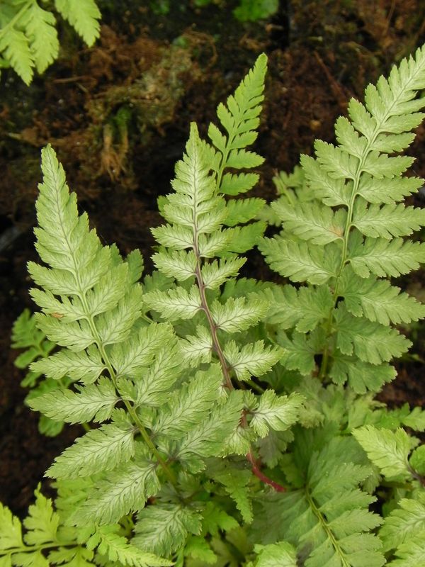 Athyrium niponicum ‘Metallicum’